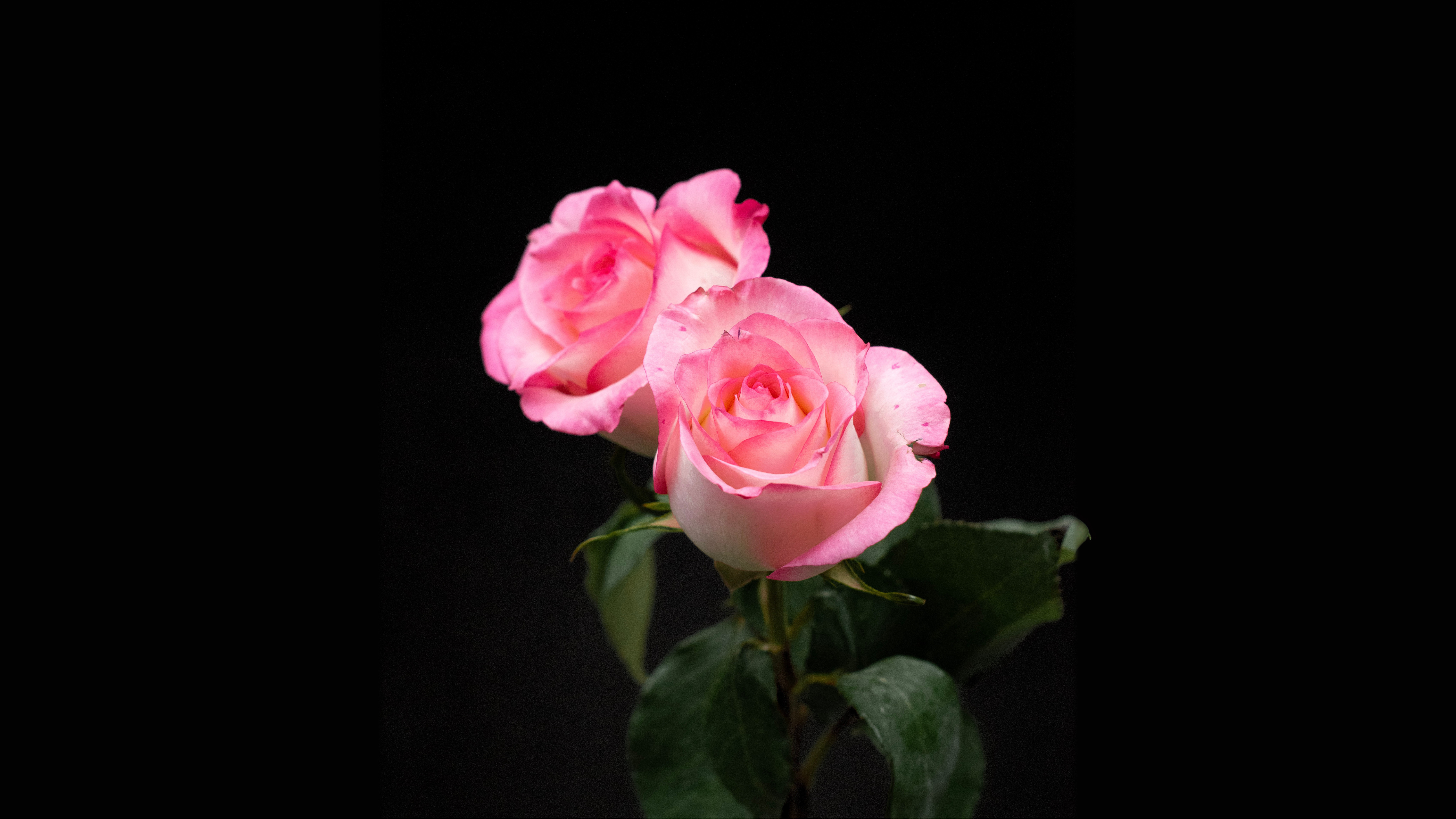 Distribuidor de rosa Boulevar en Guatemala