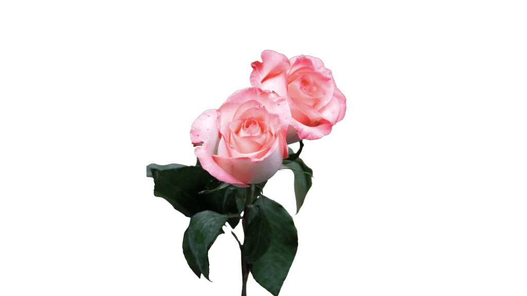 Distribuidor de rosa Boulevar en Guatemala